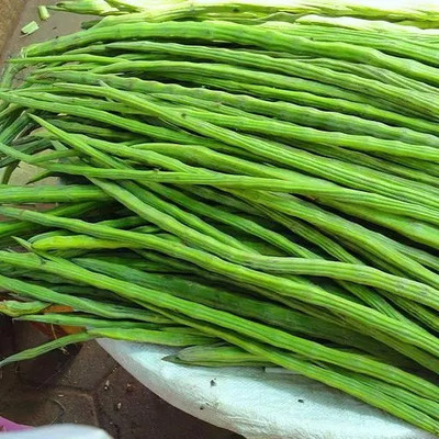 CEZIUS Drumstick/Sajna Moringa oleifera Fine Quality drumstick/moringa Oleifera Seed(500 per packet)