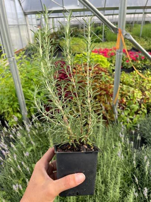 CYBEXIS NBIR-25 - Rosemary - Non-GMO - (2250 Seeds) Seed(2250 per packet)