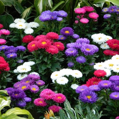 ACCELCROP Aster- Flower Seeds for Balcony Gardening Seed(50 per packet)