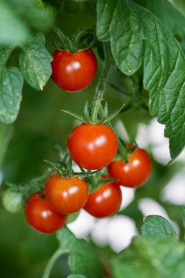 EyePlex tomato Seed(120 per packet)
