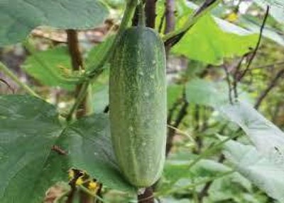 greenfarm XIVV - Long Cucumber Seeds Khira Seeds ( 150 X Seeds ) a67 Seed(150 per packet)