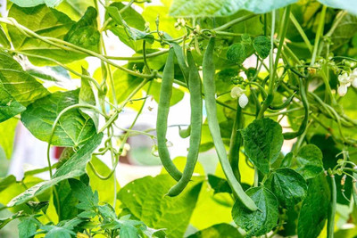 wequality hybrid beans seeds for gardening/beans seeds 23 Seed(23 per packet)