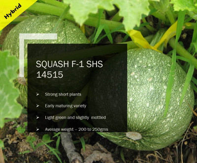 CYBEXIS SQUASH F-1 SHS-14515 SEEDS(2000 Seeds) Seed(2000 per packet)