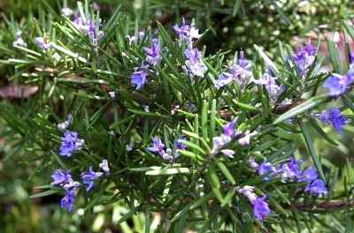 CYBEXIS VVI-72 - Rosemary to Plant - (750 Seeds) Seed(750 per packet)