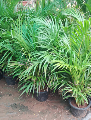 ASPEN Evergreen Areca Palm Air Purifier Healthy Live Plant | Not a Seed(1 per packet)