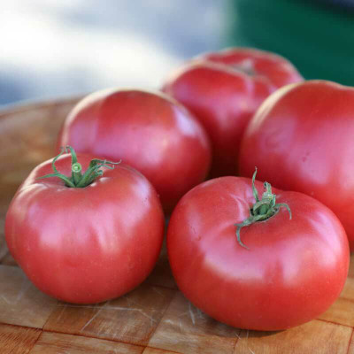 VRAKSHA Tomato Damsel Seed(1500 per packet)