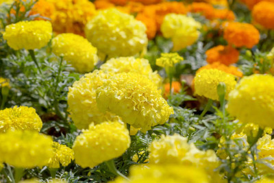 FRENUTRI marigold/gende ka phool flower seeds Seed(50 per packet)