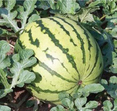 VibeX GBPUT-44 - Dixie Queen Watermelon - (1350 Seeds) Seed(1350 per packet)