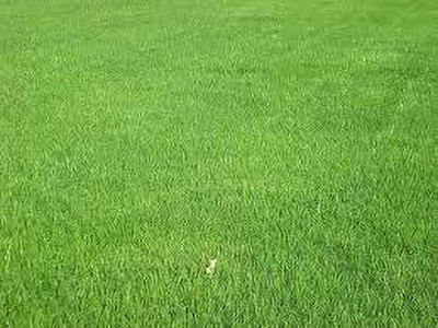 BDSresolve garden grass seeds pack of 4500 Seed(4500 per packet)
