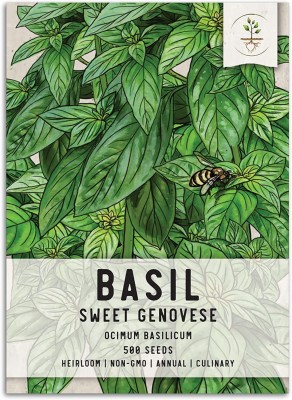 VibeX PAU-62 - Sweet Large Leaf Basil - (4500 Seeds) Seed(4500 per packet)