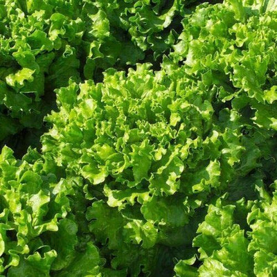 Aywal Round Lettuce Iceberg Vegetable Seed(325 per packet)
