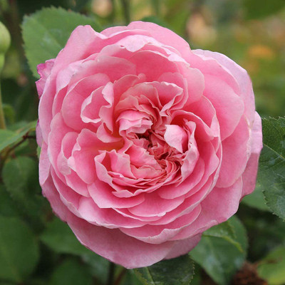 WILLVINE PAU-406 Pink Rose Seeds Seed(50 per packet)