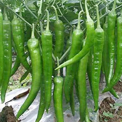 PMA bumbai chilli, pure dasi chilli Seed(125 per packet)