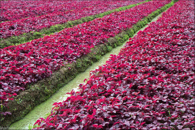 Qualtivate XXX-3A High Yield Red Amaranthus Spinach Seed(300 per packet)