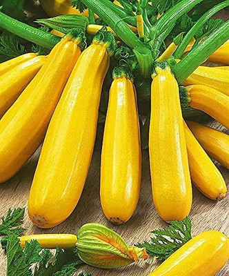Qualtivate HYB-6A Zucchini Yellow Heirloom Seeds Seed(30 per packet)