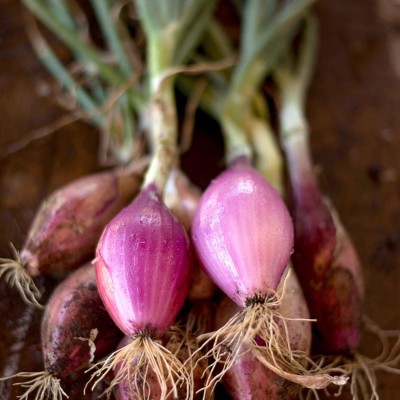 KNESSiN Long of Tropea Onion (Allium cepa)-{1200 Seeds} Seed(1200 per packet)