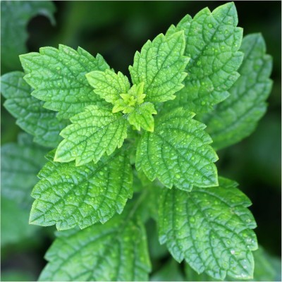 Qualtivate ATS-32 Non-GMO Lemon Balm Seeds Seed(500 per packet)