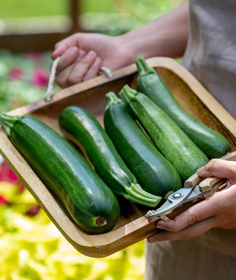 VibeX LXI-73 - Fordhook Zucchini Summer Squash - (225 Seeds) Seed(225 per packet)