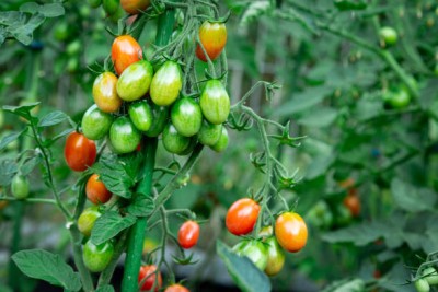 gardenUpp tomato Seed(30 per packet)