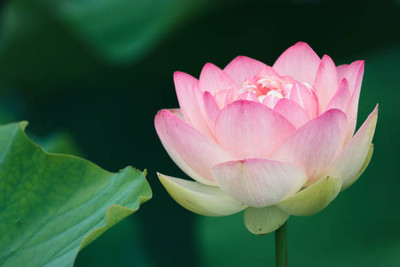 DTDs lotus,kamal gatta Seed(14 per packet)