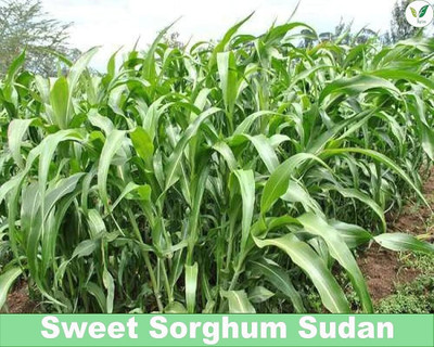 Cloud Farm Sudan grass seed, Grass seed Seed(100 per packet)