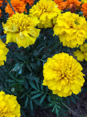 ASTRO HUB marigold/gende ka phool flower seeds Seed(50 per packet)