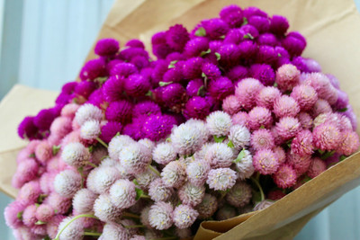 XOLDA Exotic gomphrena Seed(15 per packet)