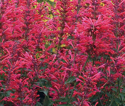 VibeX XLL-18 - Agastache Heather Queen Red Hummingbird Mint - (1350 Seeds) Seed(1350 per packet)