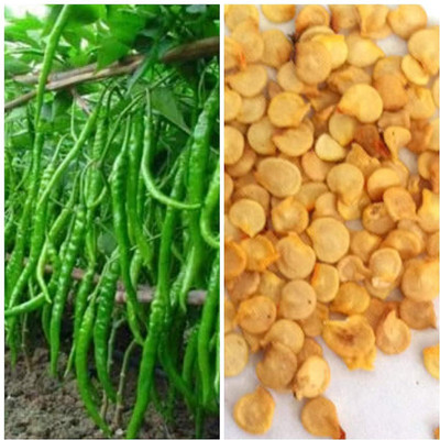 Aywal CHILLI( MIRCHI ) Seed(425 per packet)