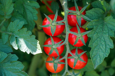 Bahan Traders tomato Seed(90 per packet)