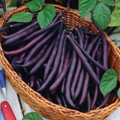 Aywal French Bean Safari Seed(9 per packet)