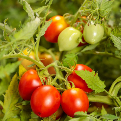 TRICONE Hybrid Tomato tamatar gardening beej 250 Seeds V2 Seed(250 per packet)