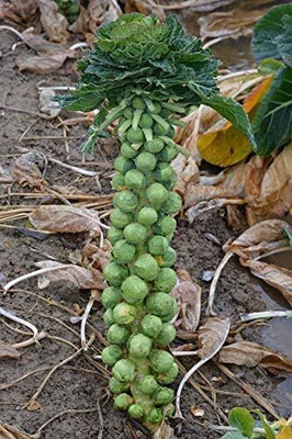 WILLVINE PAU -XI Catskill Brussel Sprout Seeds [2.5g] Seed(750 per packet)