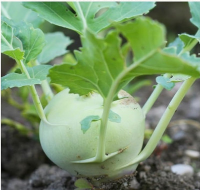 Quentova White Vienna Kohlrabi-1gm-RJ-5N Seed(300 per packet)