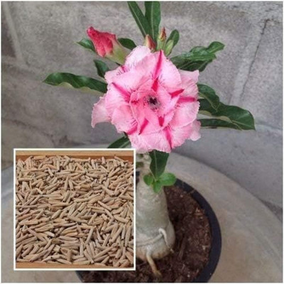 Qualtivate XLL-311 Adenium Obesum Desert Rose Striped Two-Colored Seed(30 per packet)