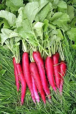MAA Radish Red, Muli Seed(136 per packet)