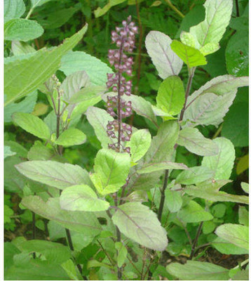 XOLDA Organic tulsi herb Seed(15 per packet)