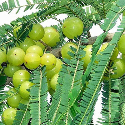 BDSresolve Amla seeds for planting/hybrid amla seeds for home garden Seed(13 per packet)