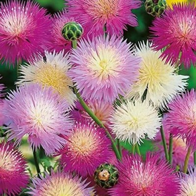 Aywal Garden flower mix color Sweet Sultan Seed(80 per packet)