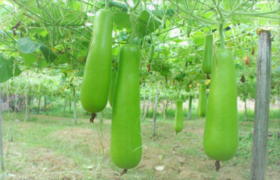 Seedsqlty Bottle guard seeds, high germination (12 seeds) Seed(12 per packet)