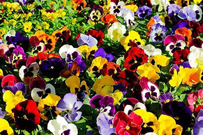 CYBEXIS Heartsease Pansy Garden Seeds For Flower Seed(1 g)