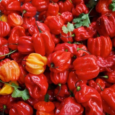Qualtivate GBPT-6A Red Scotch Bonnet Jamaican Chilli Seed(300 per packet)