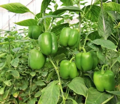 AMAJIT Hybrid Capsicum Seeds, Shimal Mirch Vegetable Seed(69 per packet)