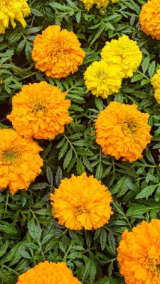 BDSreolve marigold/gende ka phool flower seeds Seed(50 per packet)