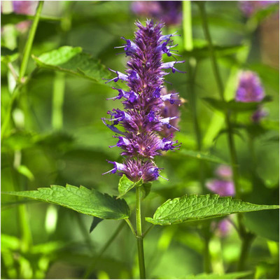 VibeX KGF -3 - Lemon Mint - (150 Seeds) Seed(150 per packet)