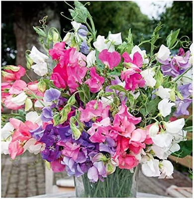 Qualtivate RES-6A Bijoux Sweet Pea Mixed Seeds Seed(200 per packet)