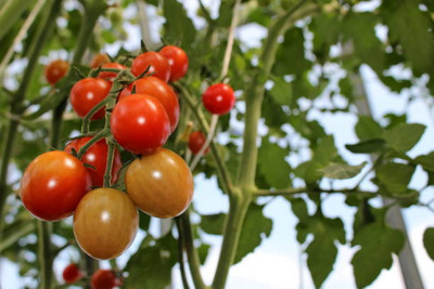 Aavik tomato Seed(80 per packet)