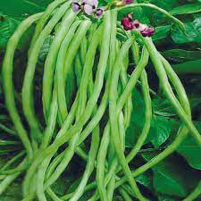 SREE Hybrid cowpea borboti Seed(35 per packet)