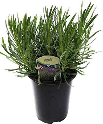 CYBEXIS XLR-23 - Lavender Provence Blue Flowers - (2250 Seeds) Seed(2250 per packet)