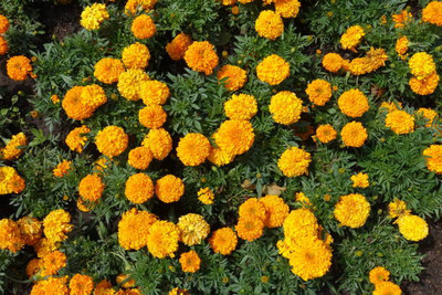 ZONATO marigold/gende ka phool flower seeds Seed(75 per packet)